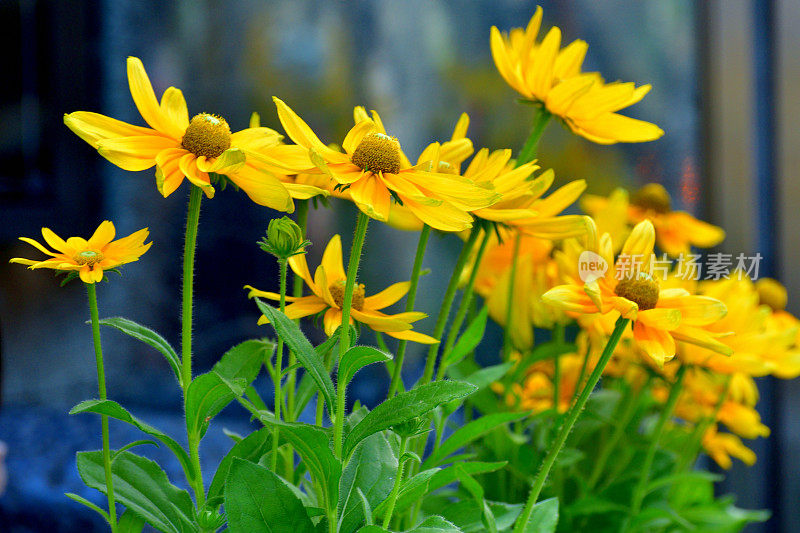 Rudbeckia /黑眼苏珊/圆锥花